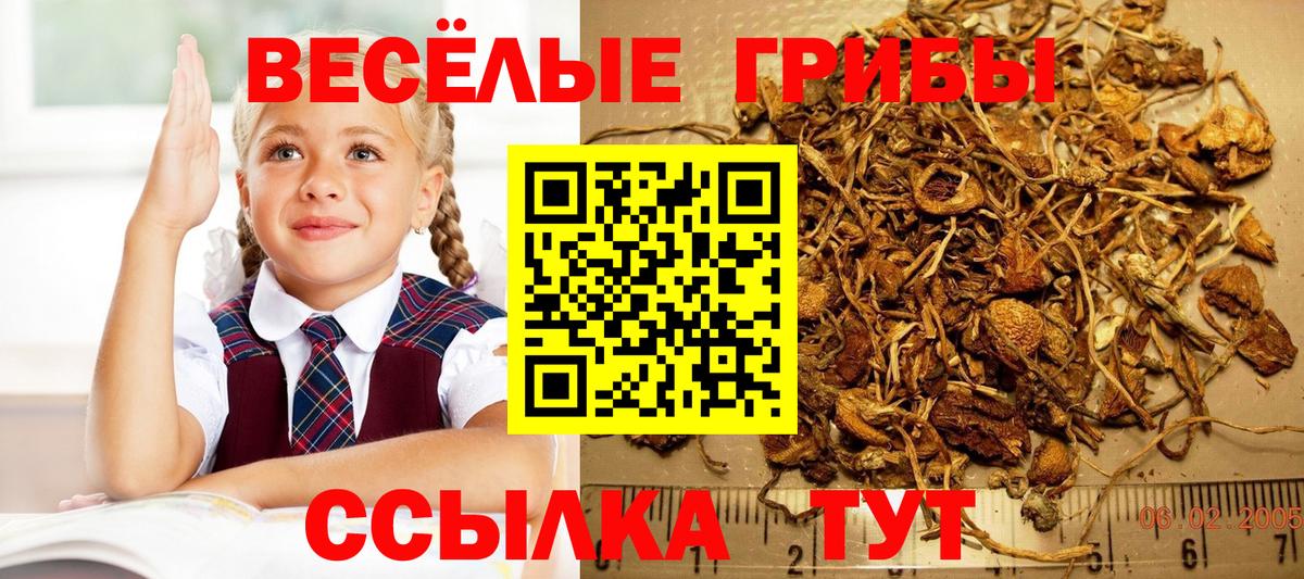 Кинешма  продажа наркотиков  Вход с VPN  Галлюциногенные грибы Cubensis  Псилоцибиновые грибы Psilocybe 